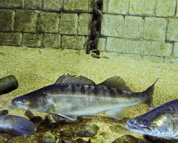ザンダースチゾステジオン ルシオペルカ魚 — ストック写真