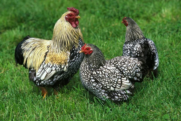 Wyandotte Ecaillee Domestic Chicken Cock Hens — 스톡 사진