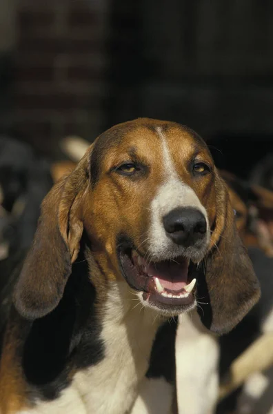 Poitevin Dog Portret Van Foxhound — Stockfoto