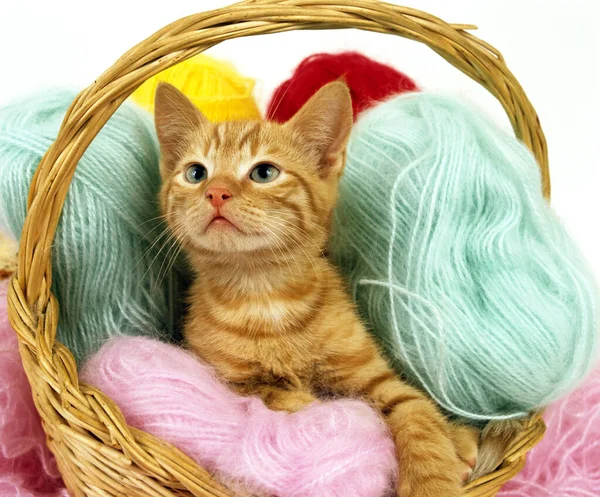 Red Tabby Domestic Cat Kitten Playing Basket Full Wool Balls — Stockfoto