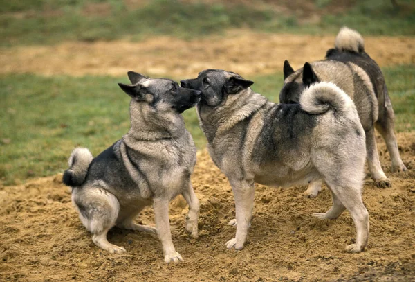 Norský Pes Elkhound Stojící Písku — Stock fotografie