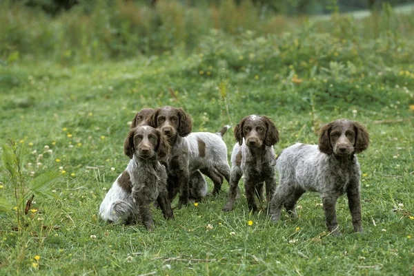 Pont Audemer Spaniel Dog Štěně Francouzské Plemeno — Stock fotografie