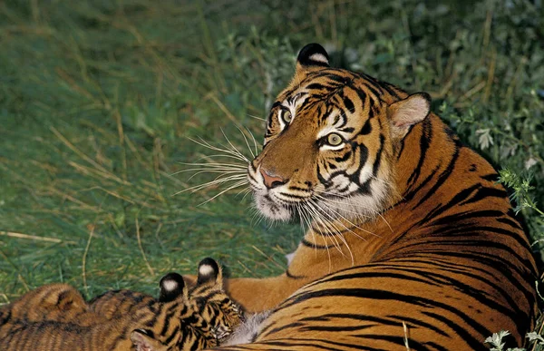 Tigre Sumatra Pantera Tigris Sumatrae Madre Con Cachorro Amamantando — Foto de Stock