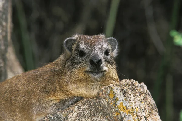 Batu Hyrax Atau Cape Hyrax Procavia Capensis Dewasa Berdiri Batu — Stok Foto