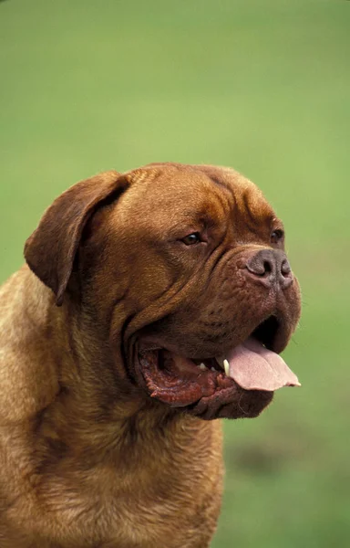 Bordeaux Mastiff Dog Retrato Adulto Com Língua Para Fora — Fotografia de Stock