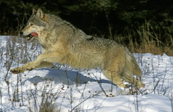 Lobo Gris Norteamericano Canis Lupus Occidentalis Adulto Corriendo Sobre Nieve —  Fotos de Stock