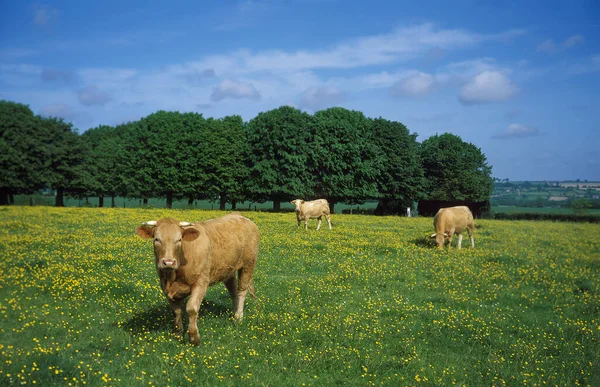 Domestic Cattle in Meadow