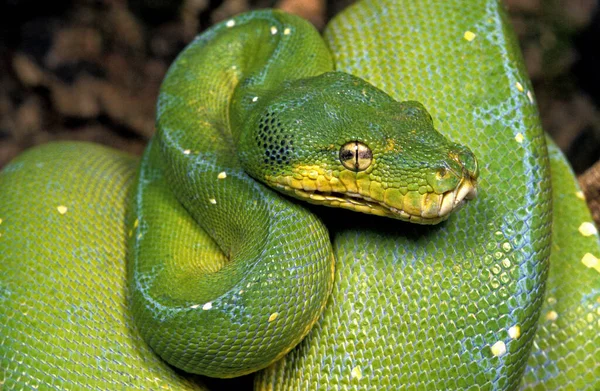 Árvore Verde Python Morelia Viridis — Fotografia de Stock