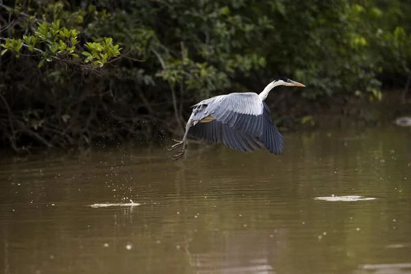 Белошейная Цапля Ardea Cocoi Взрослый Полете Лос Лианос Венесуэле — стоковое фото