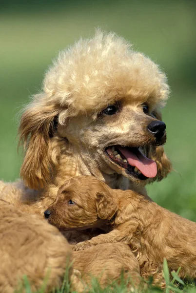 Abricot Standardowy Pies Pudel Matka Szczeniakiem — Zdjęcie stockowe