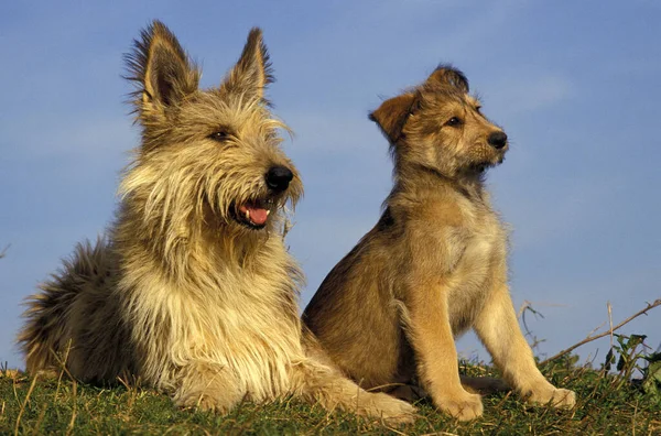 Picardia Shepherd Dog Mãe Com Cachorro — Fotografia de Stock