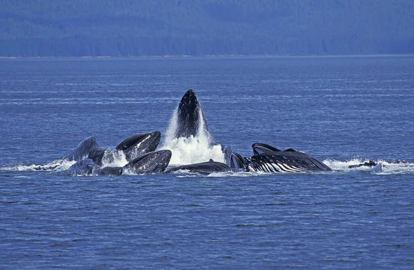 Humpack Whale Megaptera Novaeangliae Group Bubble Net Feeding Open Mouth — Stock fotografie