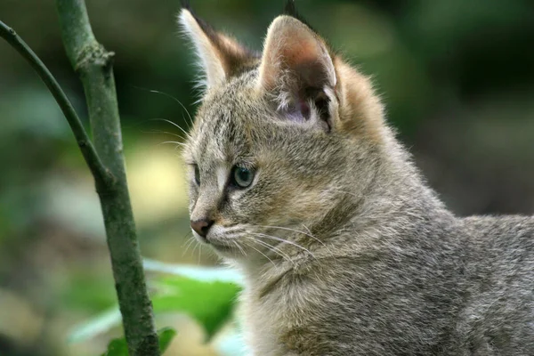 Jungle Cat Felis Chaus Πορτρέτο Του Κούμπ — Φωτογραφία Αρχείου