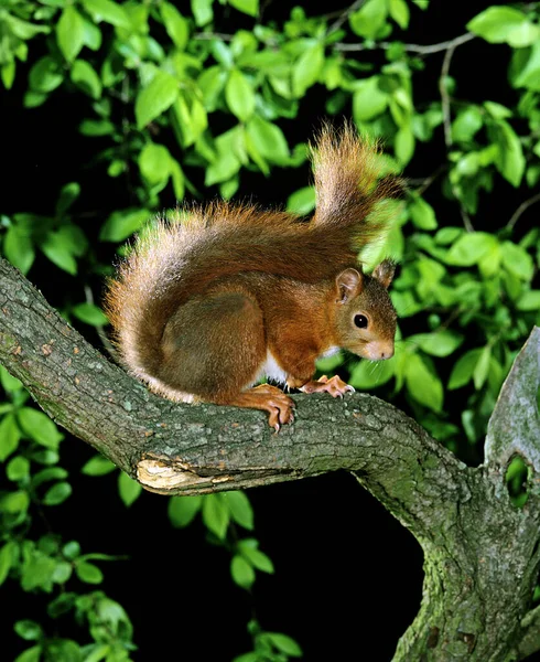 Red Squirrel Sciurus Vulgaris Mężczyzna Stojący Gałęzi — Zdjęcie stockowe
