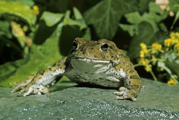 Green Toad Bufo Viridis Adult — Stock Photo, Image