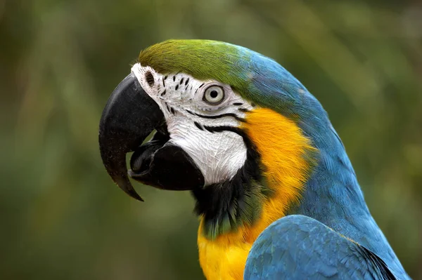 Portrét Modrožluté Macaw Ara Ararararauna — Stock fotografie