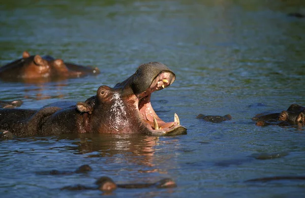 Hroch Hroch Obojživelný Stojící Řece Mara Zívnutí Park Masai Mara — Stock fotografie