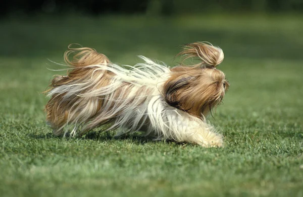 Shi Tzu Köpeği Çimenlerde Koşuyor — Stok fotoğraf