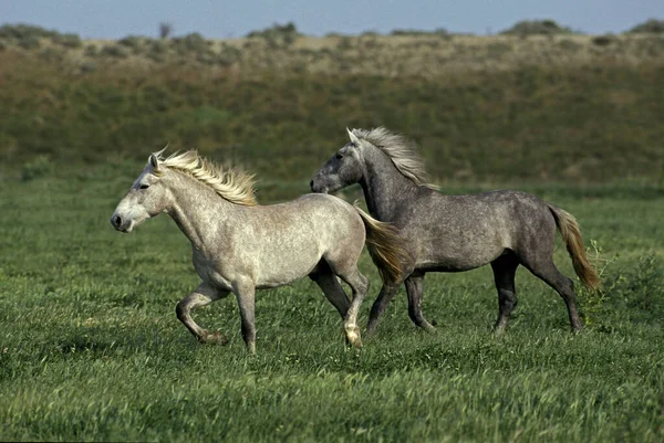 Lusitano Horses Trotting Meadow — Stok Foto