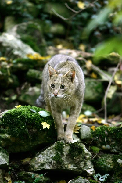 Jungle Cat Felis Chaus — Stockfoto
