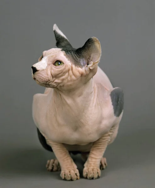 Sphynx Huiskat Volwassene Tegen Grijze Achtergrond — Stockfoto