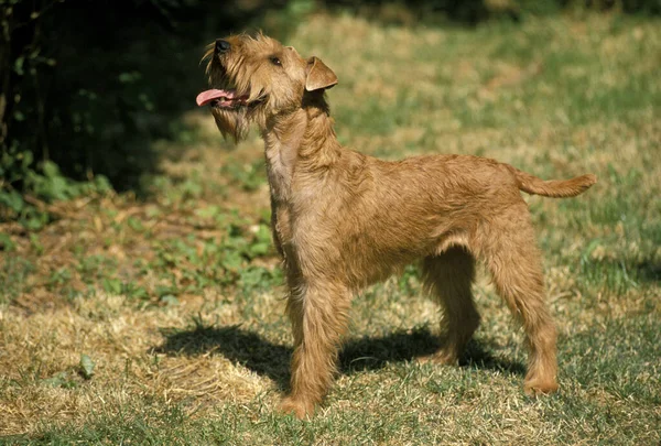 Cane Terrier Irlandese Piedi Erba — Foto Stock