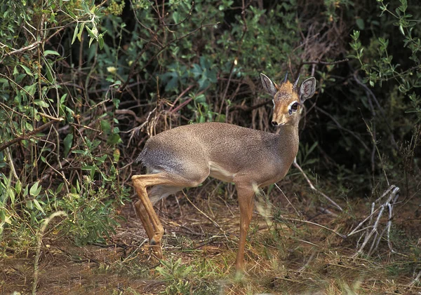 Kirk Dik Dik Madoqua Kirkii Samburu Park Kenia — Foto de Stock