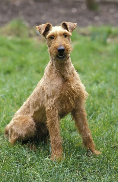 Irish Terrier Dog Sentado Grama — Fotografia de Stock