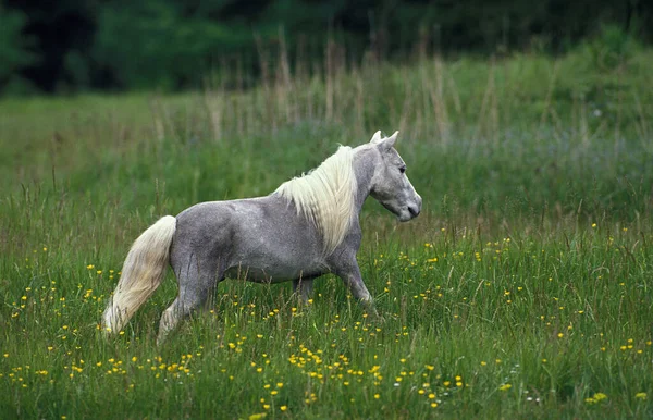 Amerikanisches Miniaturpferd Erwachsen Auf Der Weide — Stockfoto