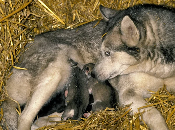 Siberian Husky Dog Mãe Com Filhote Cachorro Amamentando — Fotografia de Stock