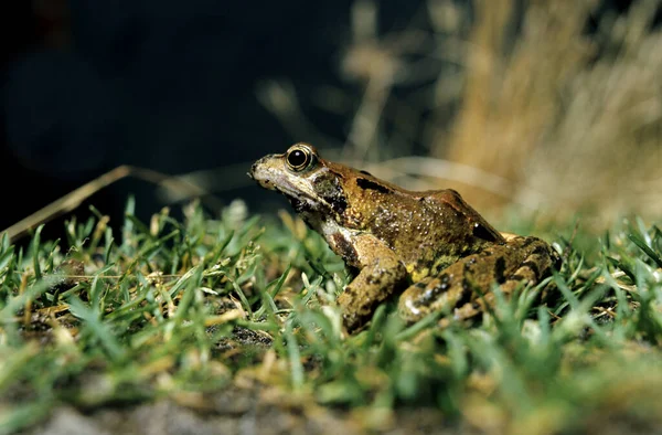 Κοινή Βάτραχος Rana Temporaria — Φωτογραφία Αρχείου