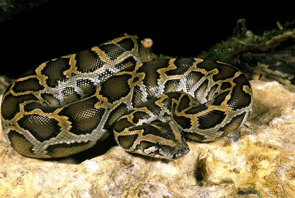 インドのPython Pythonの軟体動物 — ストック写真