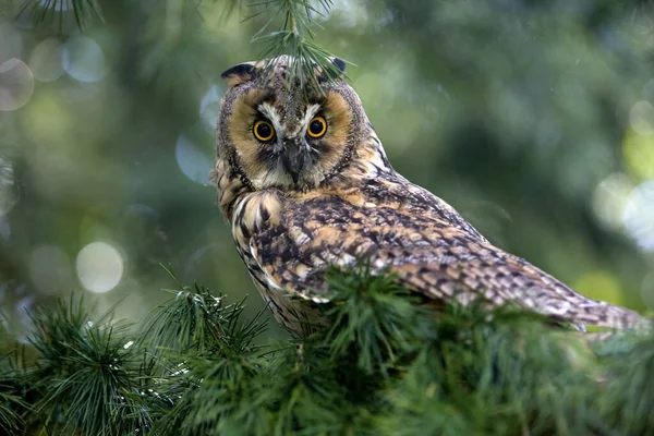 Long Eared Owl Asio Otus Adult Standing Branch Normandy — Stock Photo, Image