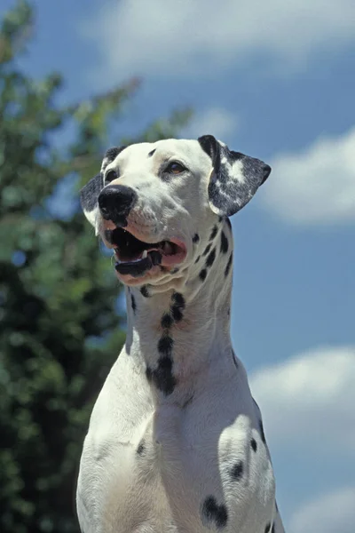 Portret Van Dalmatische Hond — Stockfoto