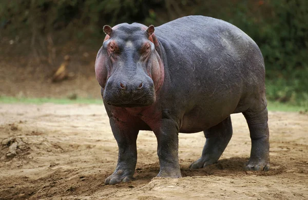 Hipopotam Hipopotam Amfibia Masai Mara Park Kenii — Zdjęcie stockowe