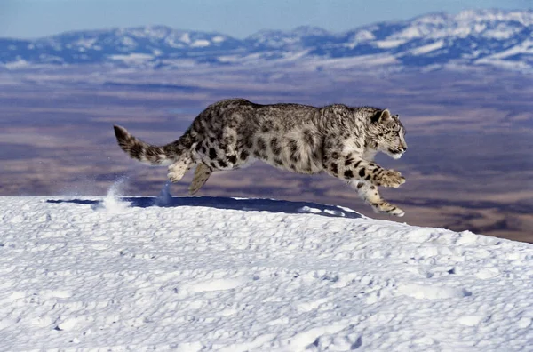 Snow Leopard Lub Ounce Uncia Uncia Dorosły Biegnie Śniegu Przez — Zdjęcie stockowe