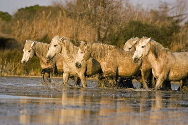 Camargue Horse Herd Standing Swamp Saintes Maries Mer South East — 图库照片