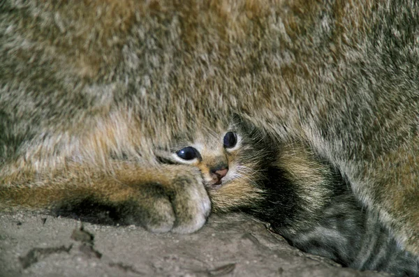 Europäische Wildkatze Felis Silvestris Jungtier Liegt Unter Mutter — Stockfoto