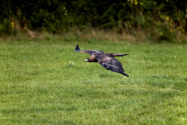 Golden Eagle Aquila Chrysaetos Adulto Voo — Fotografia de Stock