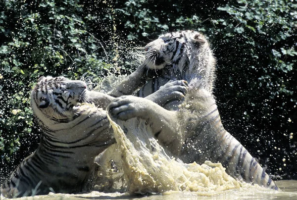 Белый Тигр Пантера Огонь Воде — стоковое фото
