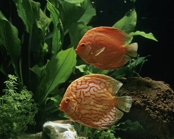 Pigeon Blood Discus Symphysodon Aequifasciatus — Stok fotoğraf