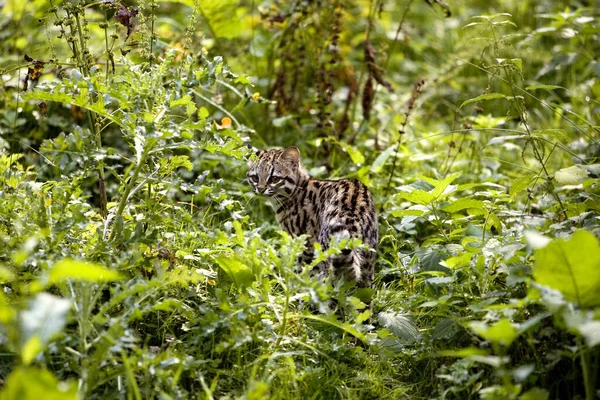 Tiger Cat Oncille Leopardus Tigrinus — Foto de Stock