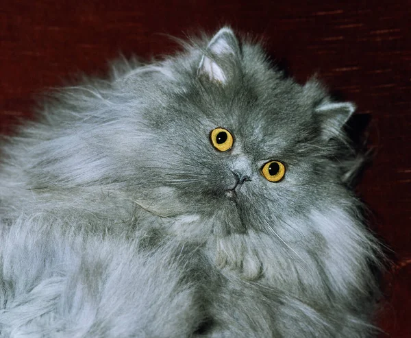 Blå Persisk Inhemska Katt Porträtt Vuxen — Stockfoto