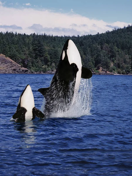 Killer Whale Orcinus Orca Matka Cielę Leaping Kanada — Zdjęcie stockowe