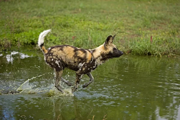 African Wild Dog Lycaon Pictus Ενηλίκων Που Διασχίζει Την Τρύπα — Φωτογραφία Αρχείου