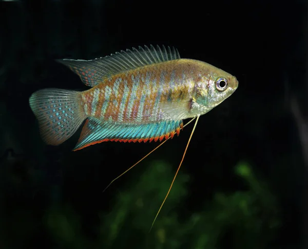 宽扎的或巨大的Gourami Colisa Fasciata — 图库照片