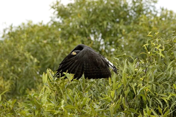 Great Black Hawk Buteogallus Urubitinga Adult Flight Los Lianos Venezuela — стокове фото