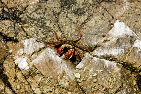 Sally Leichtfußkrabbe Grapsus Grapsus Ballestas Inseln Paracas Reservat Peru — Stockfoto