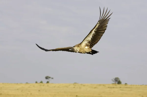 Vautour Blanc Africain Gyps Africanus Vol Masai Mara Park Kenya — Photo