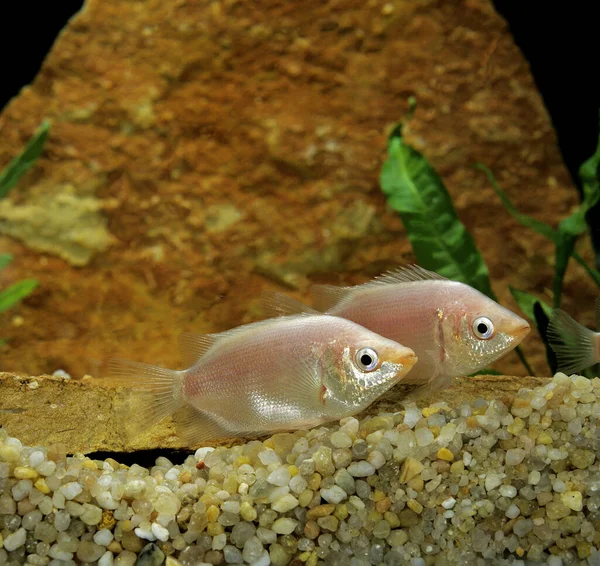 Öpüşen Gourami Helostoma Temminckii — Stok fotoğraf